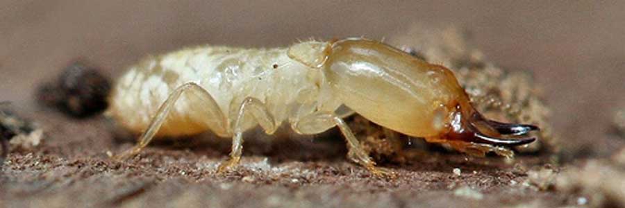 Termite chercheur d'or